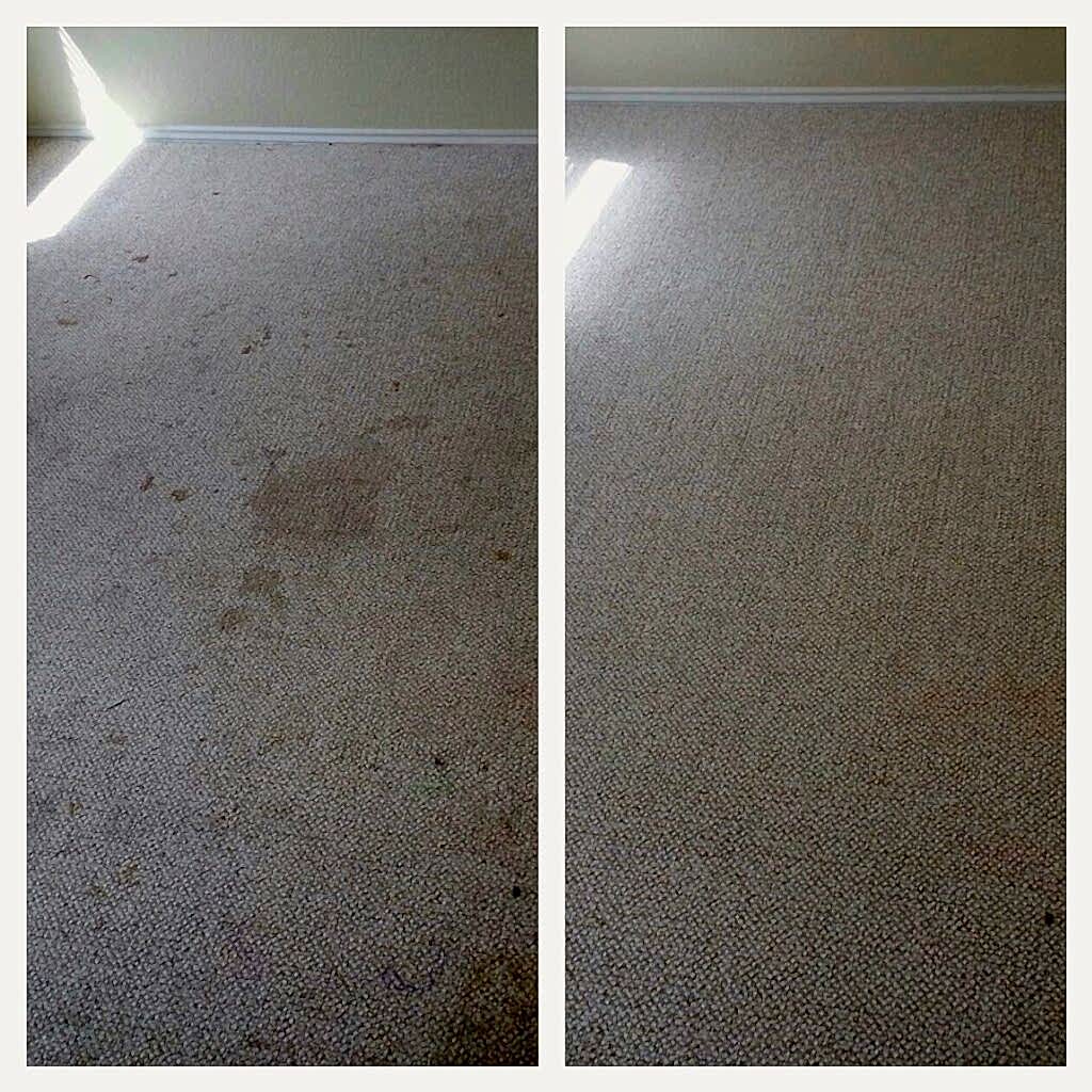Pet urine stain removal san antonio