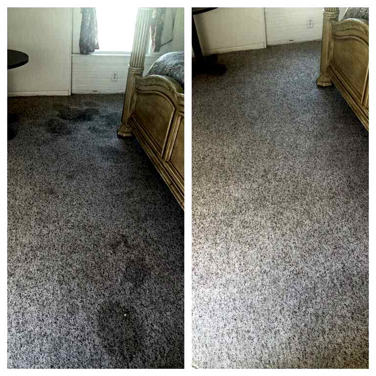 pet urine stain removal