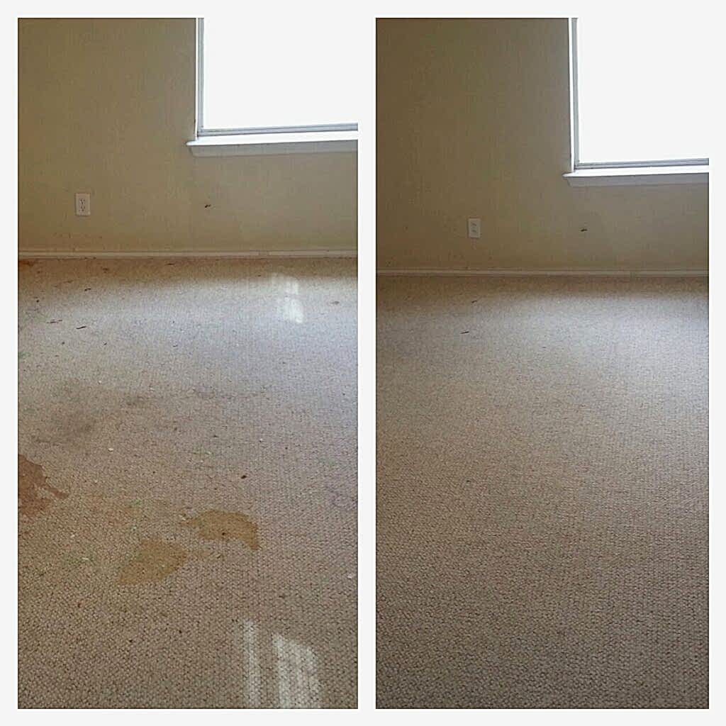 pet stain removal services