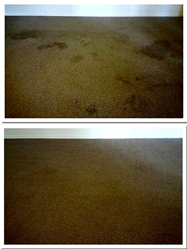 pet urine carpet cleaning service
