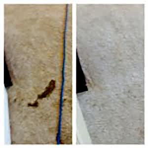san antonio pet stain removal